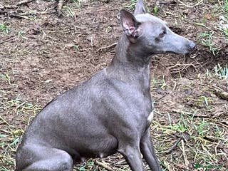 Italian Greyhound dogs Italian Greyhound. Babies - Advert 11