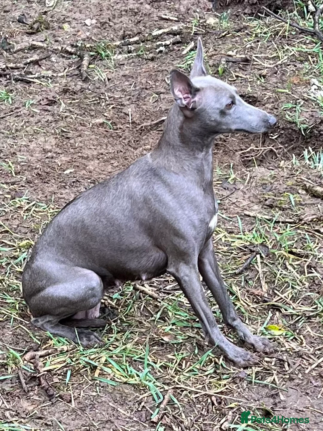 Italian Greyhound dogs for sale:     Italian Greyhound. Babies  - Advert 2