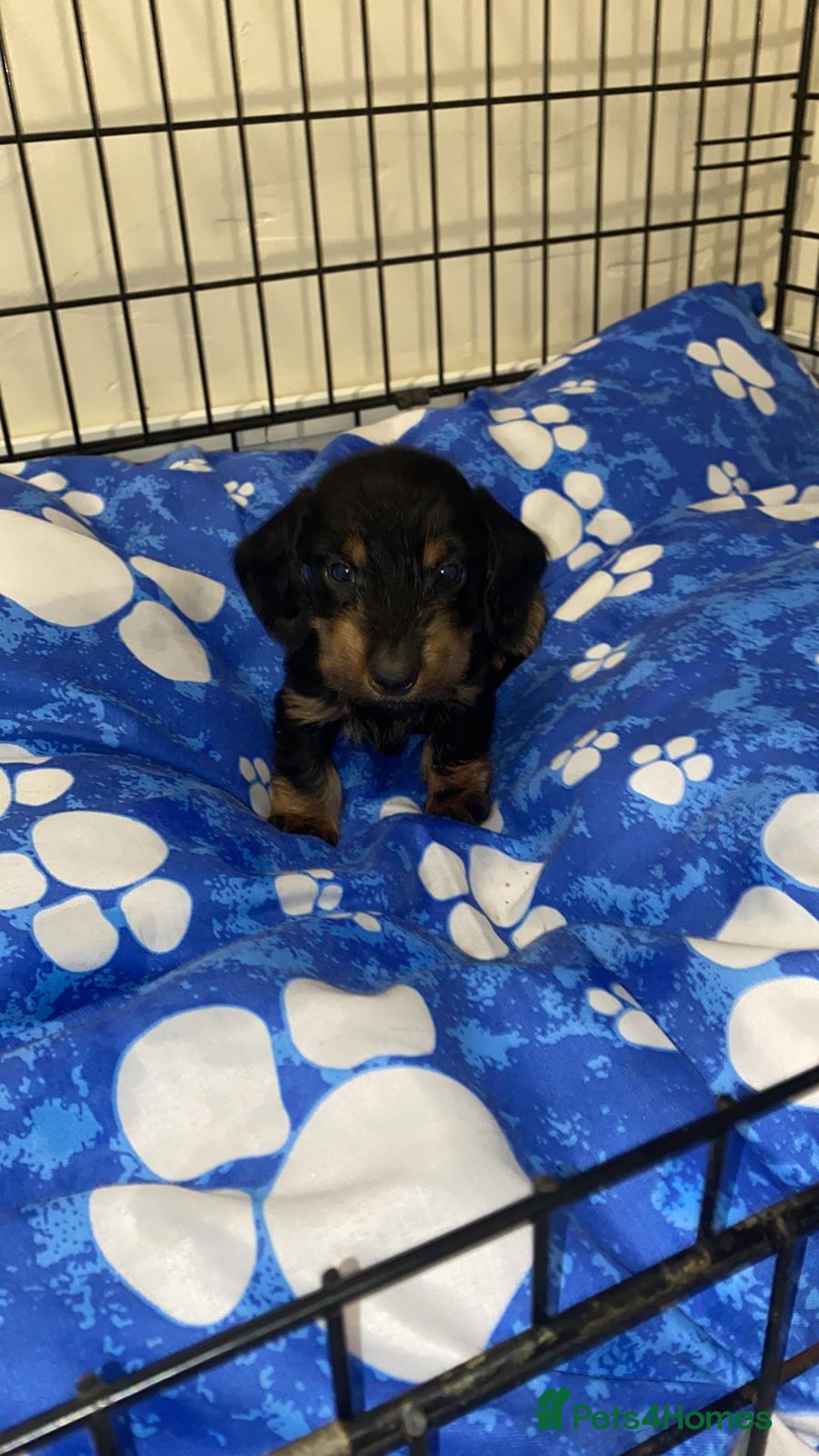 Miniature Dachshund dogs for sale: Beautiful Teckle puppies (Wire Hair Dachshunds) - Advert 1