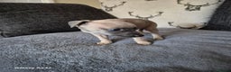 Whippet dogs for sale: Stunning whippet puppies  - Advert 14