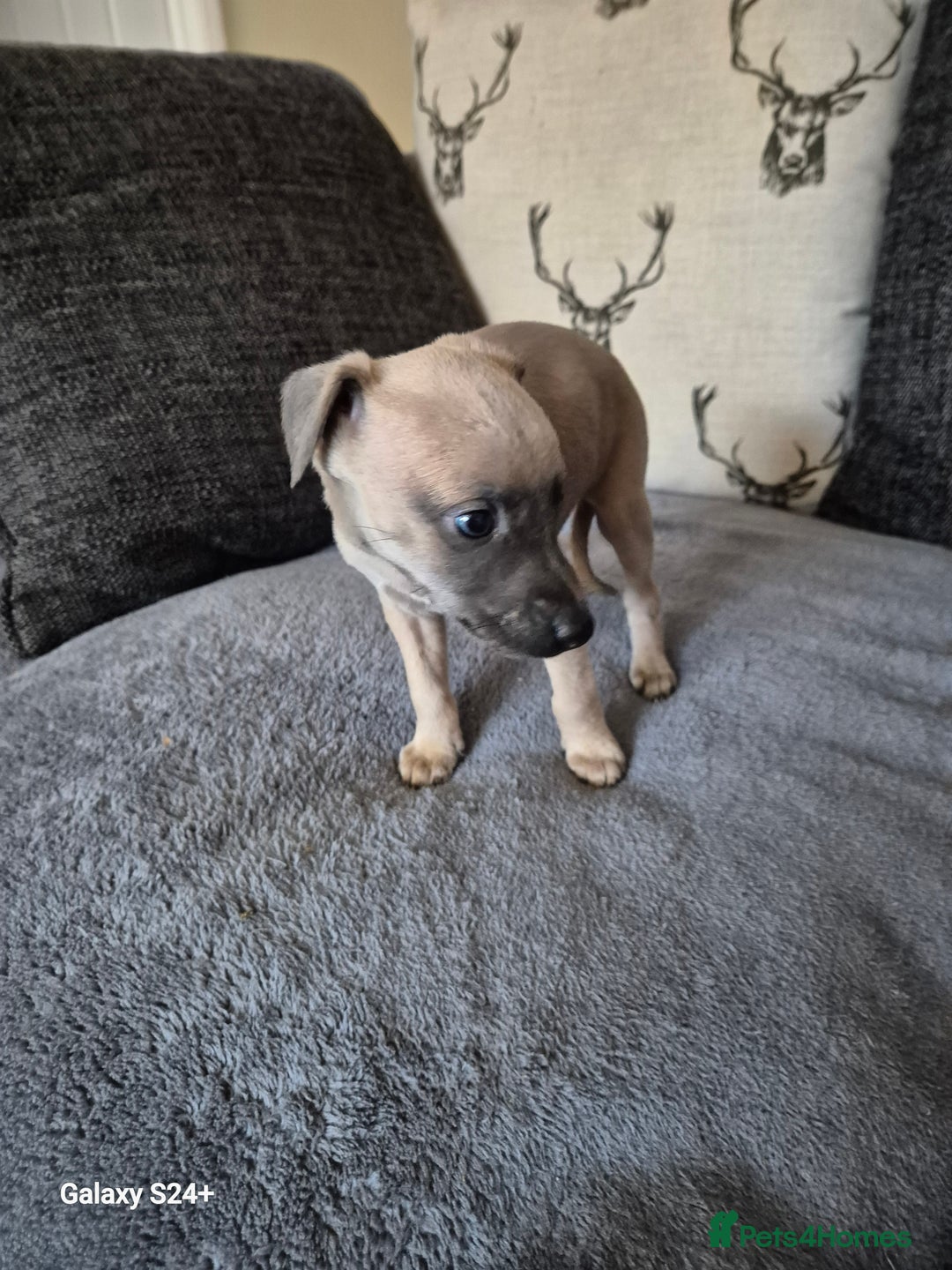 Whippet dogs for sale: Stunning whippet puppies  - Advert 14