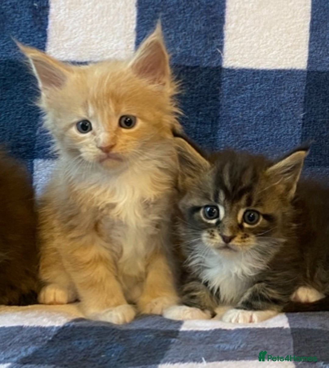 Maine Coon cats for sale: Beautiful Maine Coon Kitten - Champion Lines - Image 13