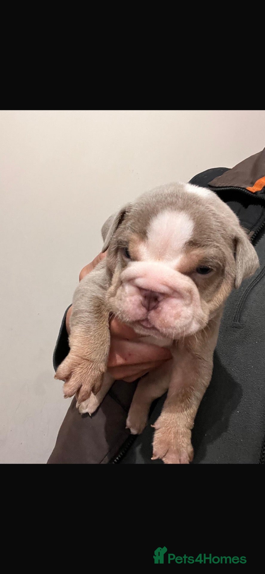 English Bulldog dogs 6 BEAUTIFUL ENGLISH BULLDOG PUPPYS BIBLE JOHN LINE - Advert 1