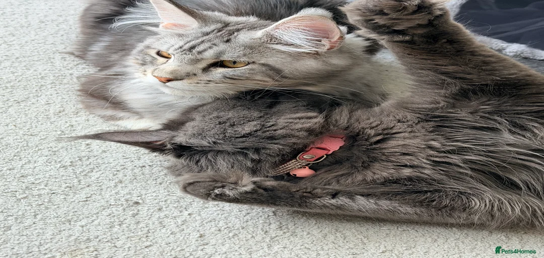 Gallery Image {{count}}