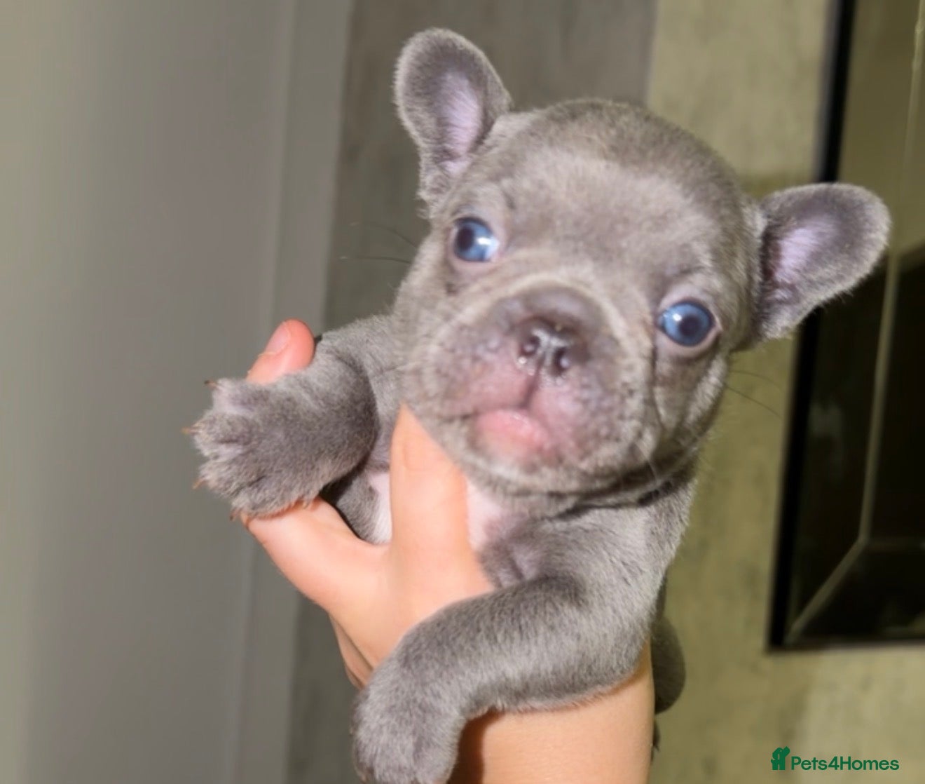 French Bulldog dogs Gorgeous Lilac, Pink Isabella, &amp; Blue Frenchies - Advert 4