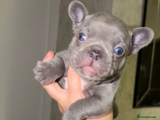 French Bulldog dogs Gorgeous Lilac, Pink Isabella, & Blue Frenchies - Advert 6
