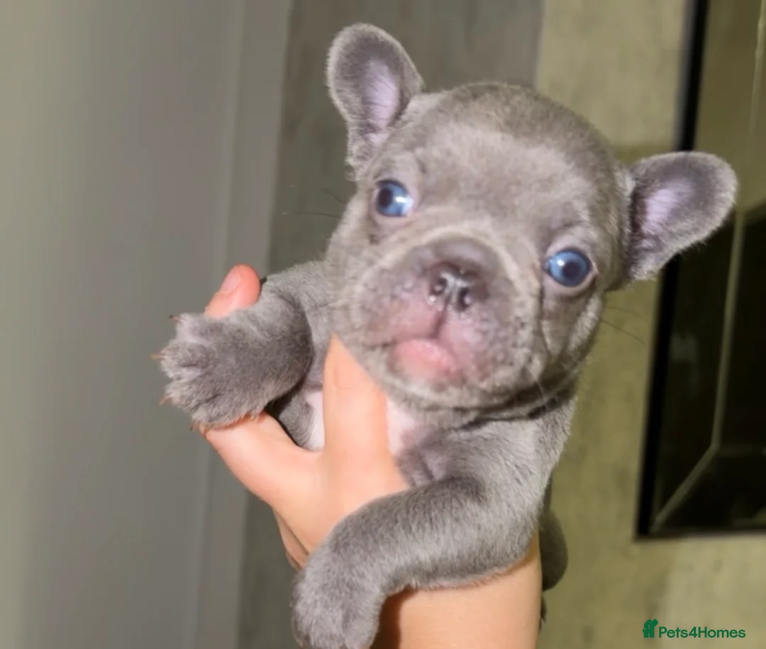 French Bulldog dogs for sale: Gorgeous Lilac, Pink Isabella, & Blue Frenchies - Advert 2
