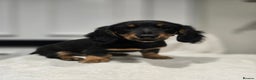 Miniature Dachshund dogs for sale: ❤️miniature dachshund puppy❤️ - Advert 2