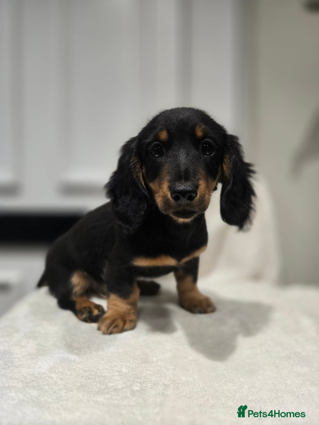 Miniature Dachshund dogs for sale: ❤️miniature dachshund puppy❤️ - Advert 2