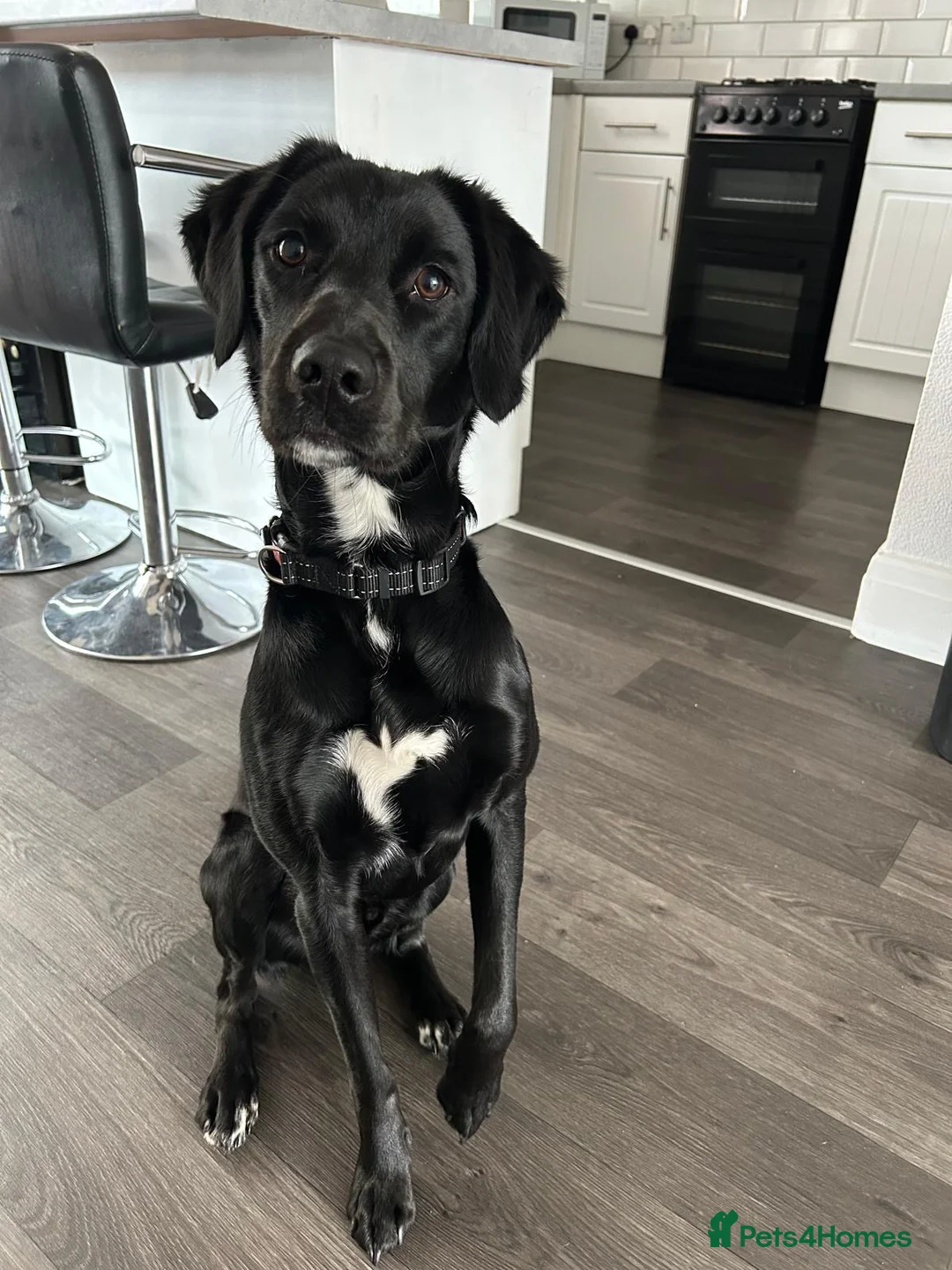 Springador dogs for sale: Bruno in Portsmouth - Advert 1