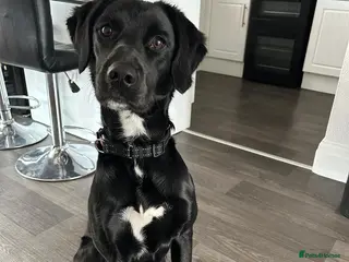 Springador dogs Bruno - Advert 1