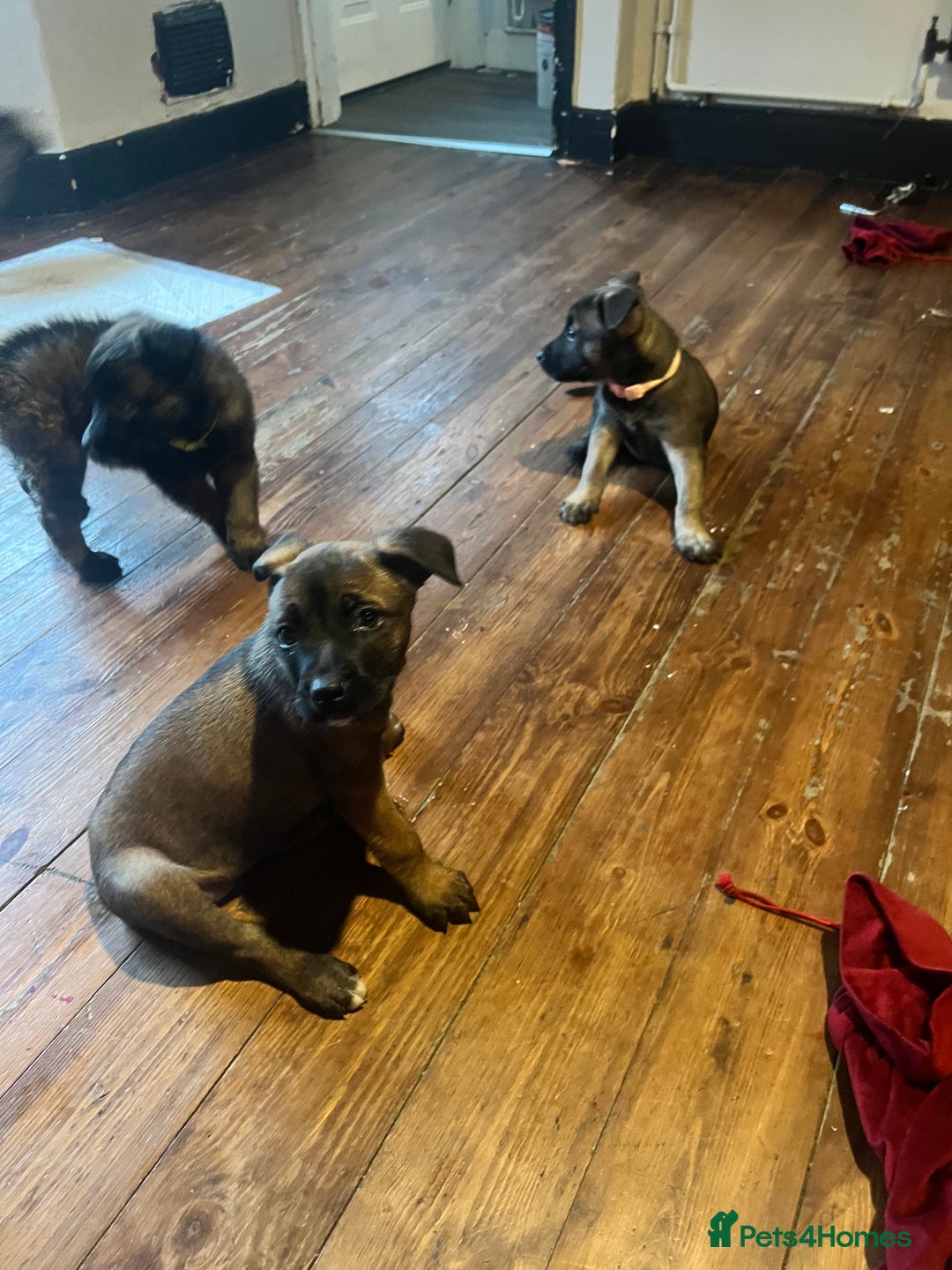 Mixed Breed dogs for sale: Belgium Shepherd mix breed - Advert 8