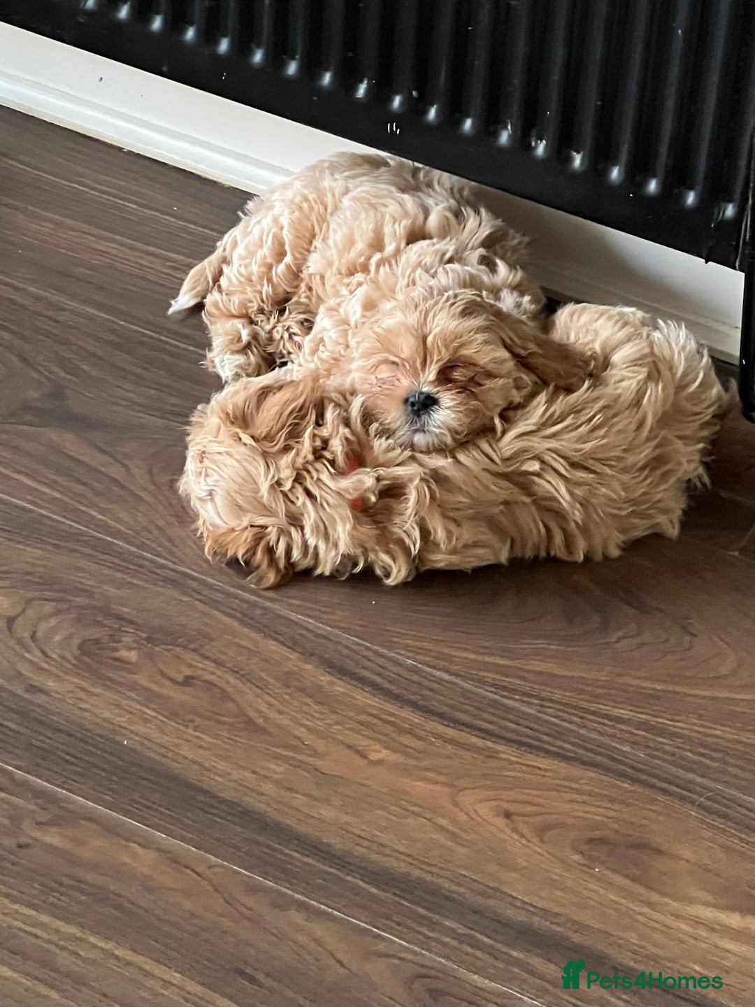 Shihpoo dogs for sale: Shihpoos girls available - Advert 8