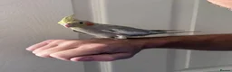 Cockatiels birds for sale: Baby hand tame cockatiel  - Advert 14