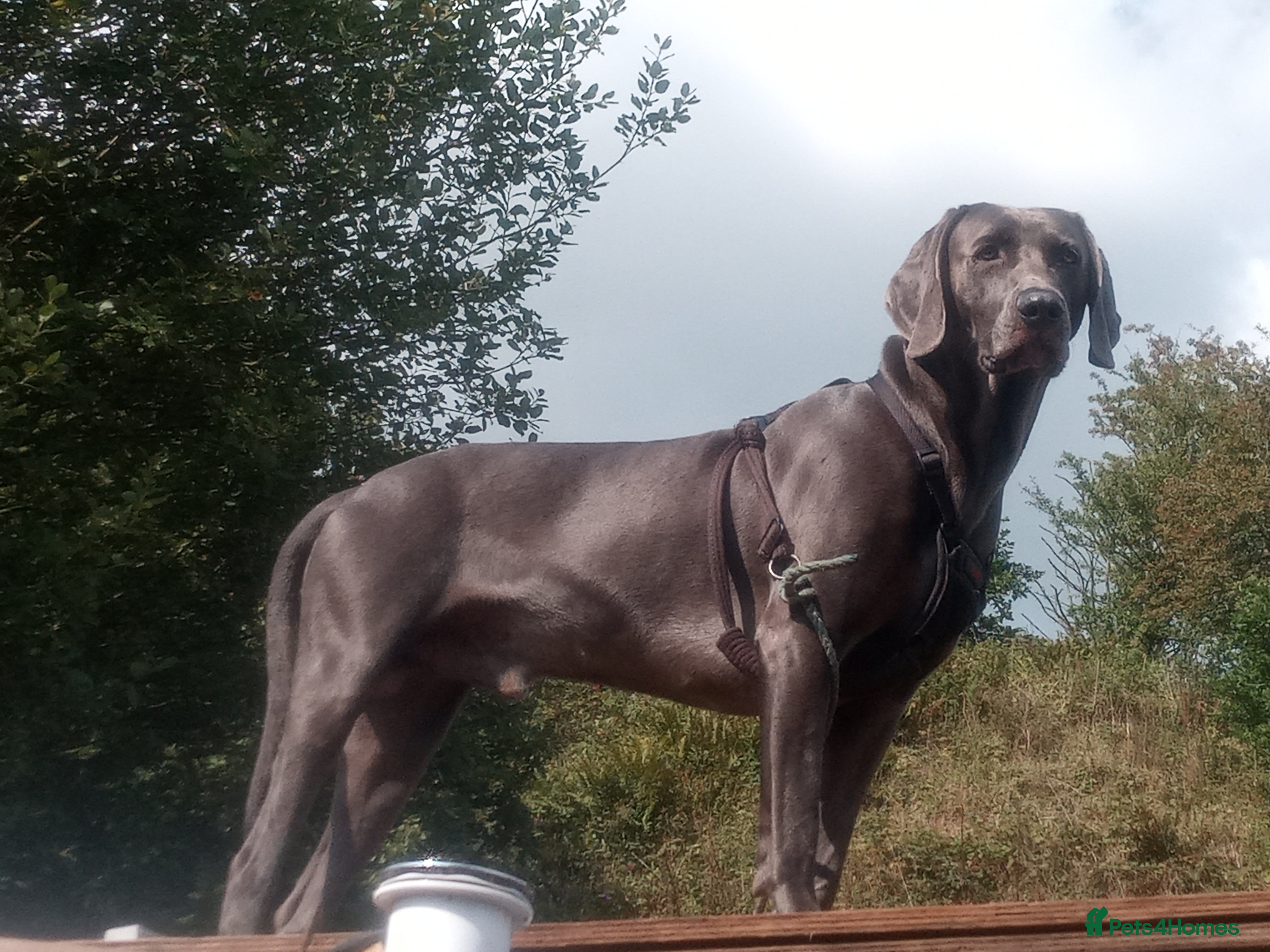 Weimaraner dogs Handsome Blue Weimaraner Available for Stud Proven in Leyland - Advert 11