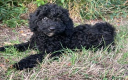 Cockapoo dogs for sale: Cockapoo Puppies - Advert 14