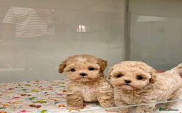 Maltipoo dogs for sale: tea cup maltipoo puppies for sale  - Image 7