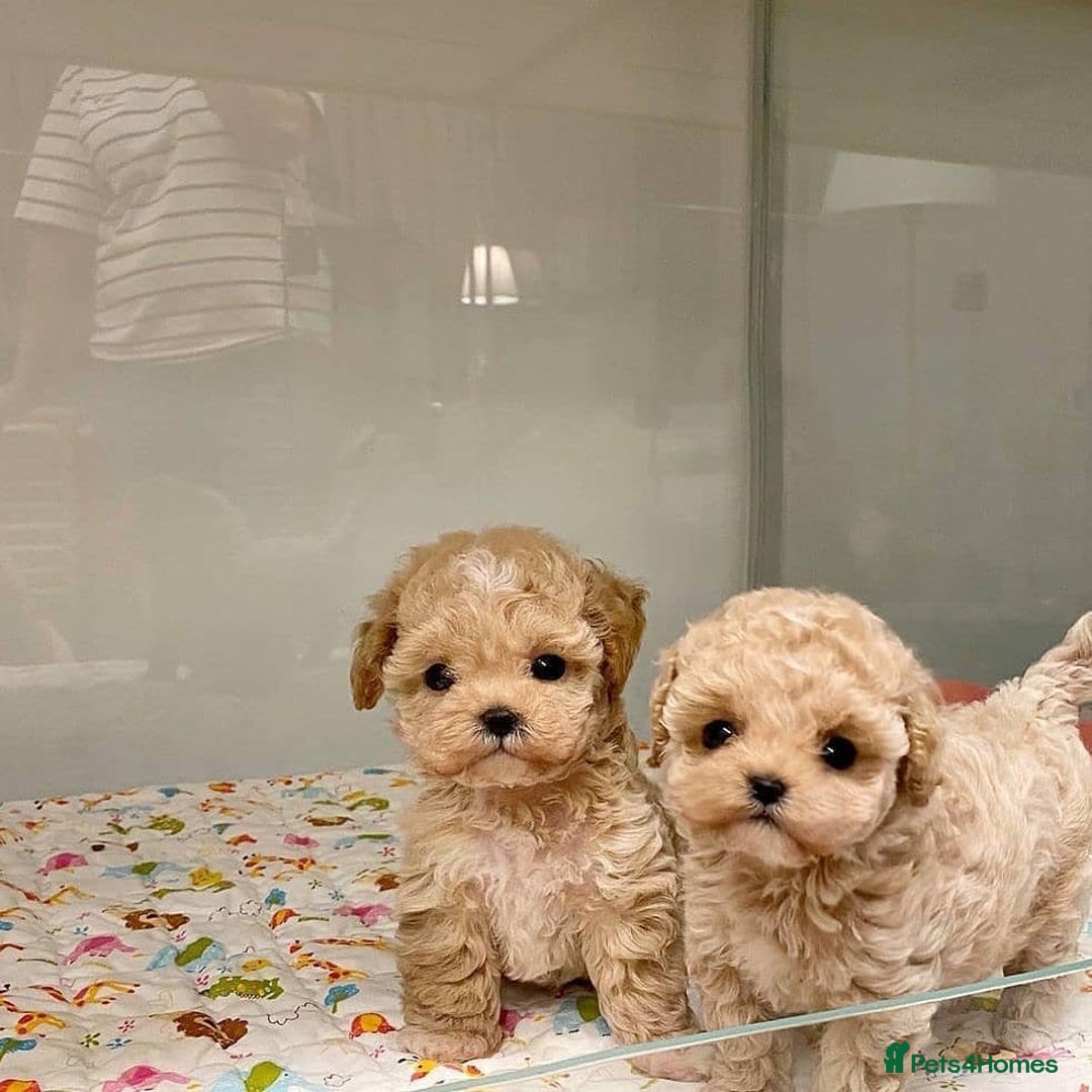 Maltipoo dogs for sale: tea cup maltipoo puppies for sale  - Image 7