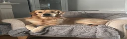 Golden Retriever dogs for stud: Golden retriever for stud all healthy  - Advert 4