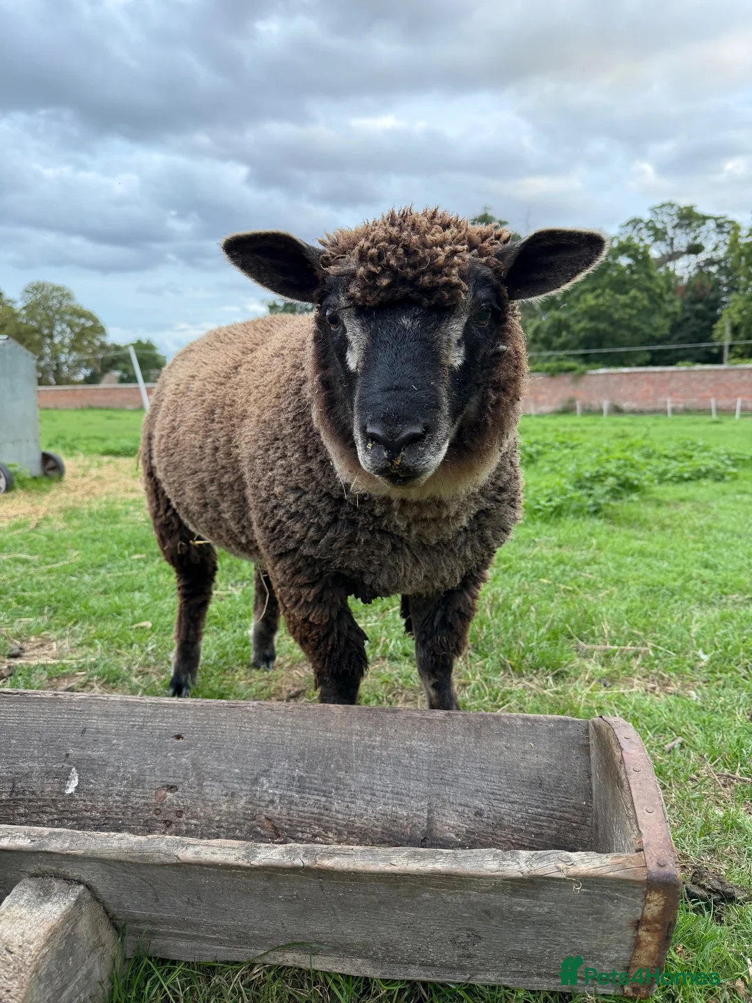 Sheep livestock for sale: Lovely pet sheep boys  - Advert 1