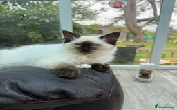 Ragdoll cats for sale: Female Ragdoll kitten - Image 4
