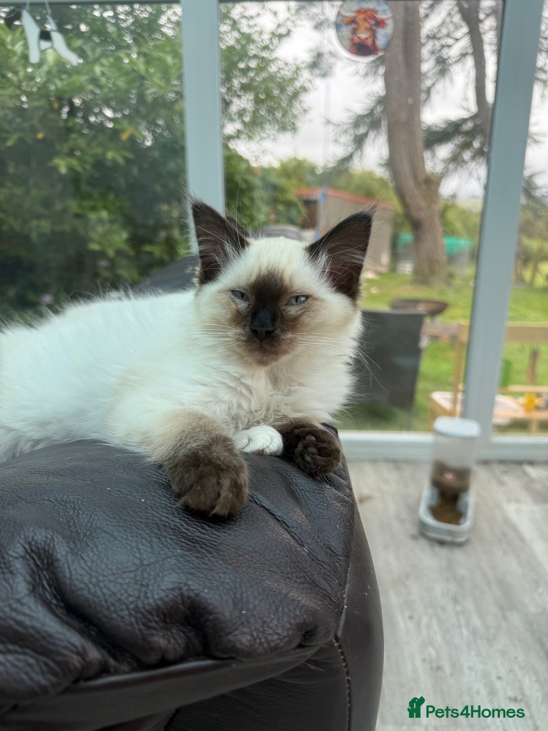 Ragdoll cats for sale: Female Ragdoll kitten - Image 4