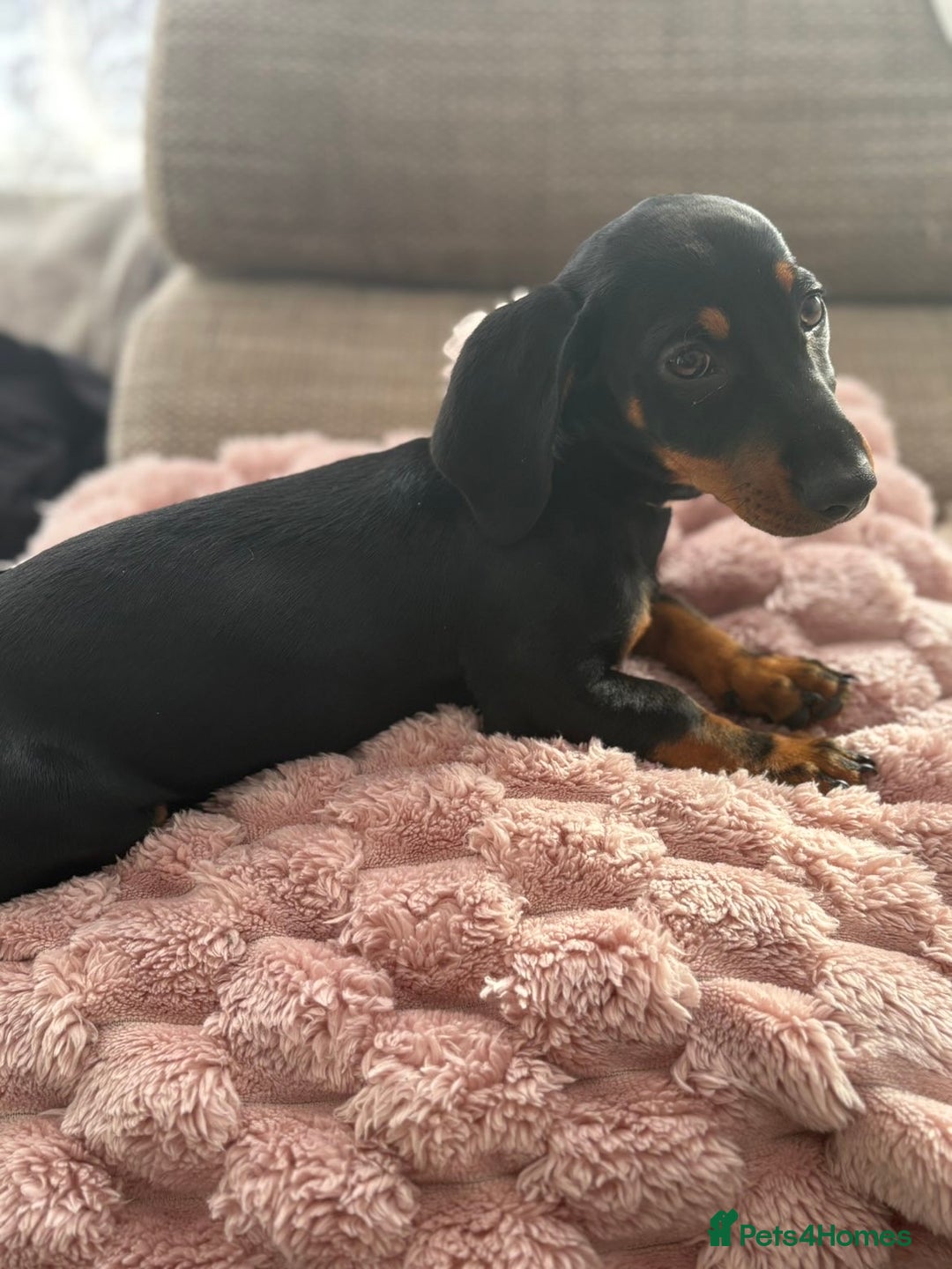 Dachshund dogs for sale: Dachshund Puppy - Image 2