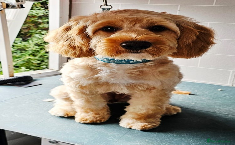 Cockapoo dogs - Advert 7