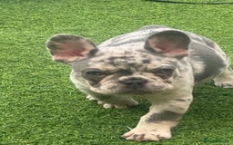 French Bulldog dogs for sale: Last girl left French bulldog - Image 14