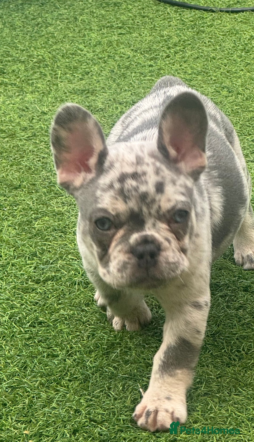 French Bulldog dogs for sale: Last girl left French bulldog - Image 14