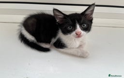 Mixed Breed cats for sale: Mixed breed kittens  - Image 27