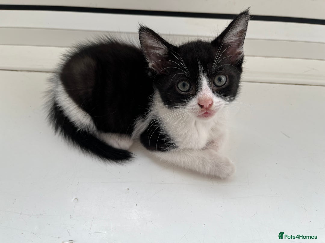 Mixed Breed cats for sale: Mixed breed kittens  - Image 27