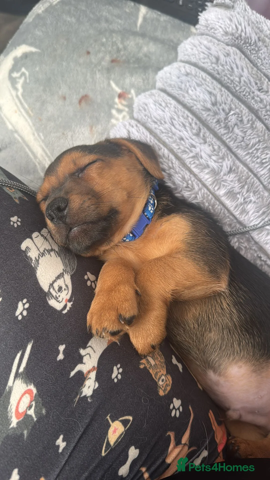 Jack Russell dogs for sale: Jack Russell puppy  - Advert 1