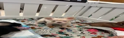 French Bulldog dogs for sale: French bull dogs  - Advert 15
