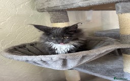 Maine Coon cats for sale: Brother and sister Maine coon kittens - Image 4