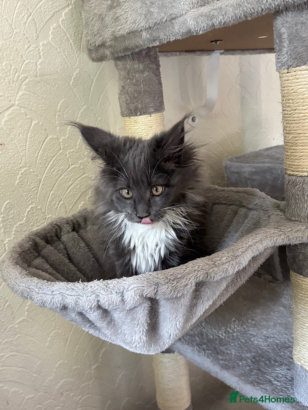 Maine Coon cats for sale: Brother and sister Maine coon kittens - Image 4