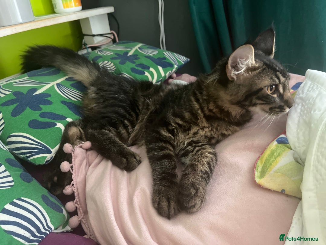 Maine Coon cats for sale: Gorgeous Black & Black Smoke kittens TICA parents - Image 36