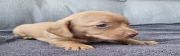 Dachshund dogs for sale: 5* True Minature Cream/Choc Dachshund Long Haired - Advert 2