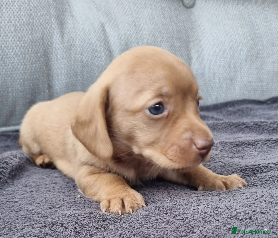 Dachshund dogs for sale: 5* True Minature Cream/Choc Dachshund Long Haired - Advert 2