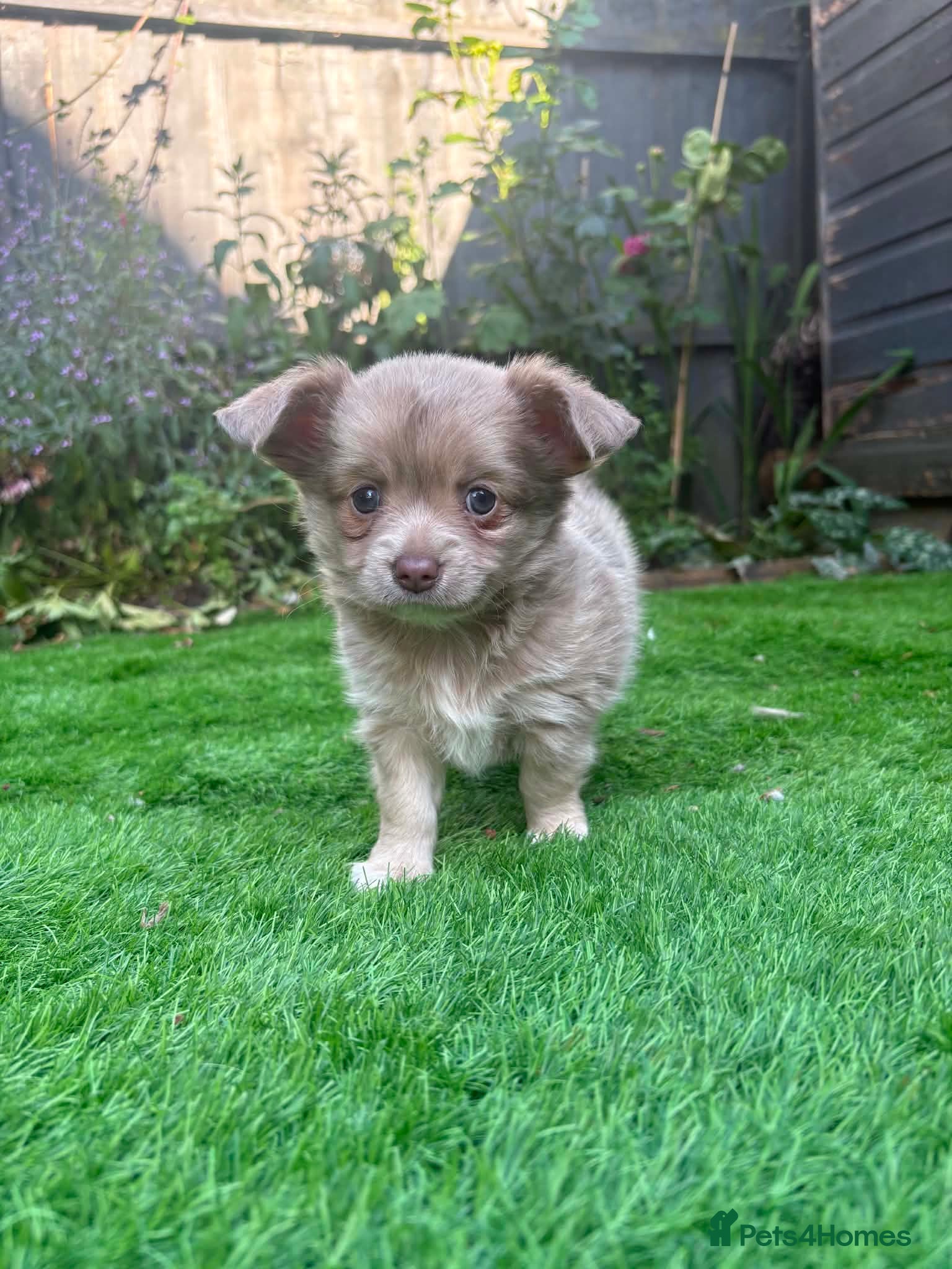 Chihuahua dogs Ready 27/7 stunning long haired chihuahua puppy  - Advert 20