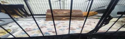 Guinea Pig rodents for sale: Complete Guinea Pig Setup for Sale - Advert 8