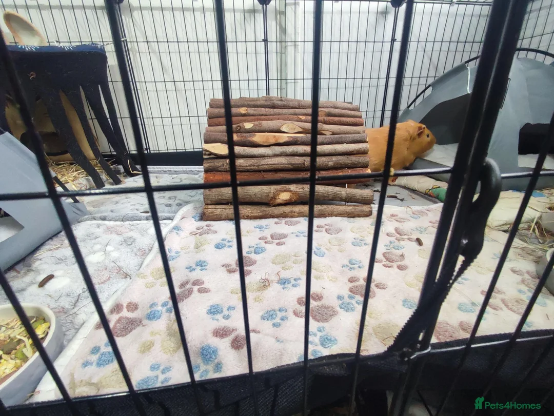 Guinea Pig rodents for sale: Complete Guinea Pig Setup for Sale - Advert 8