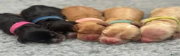 Cocker Spaniel dogs for sale: KC Registered English Show Type Cocker Spaniels in Liverpool - Advert 6