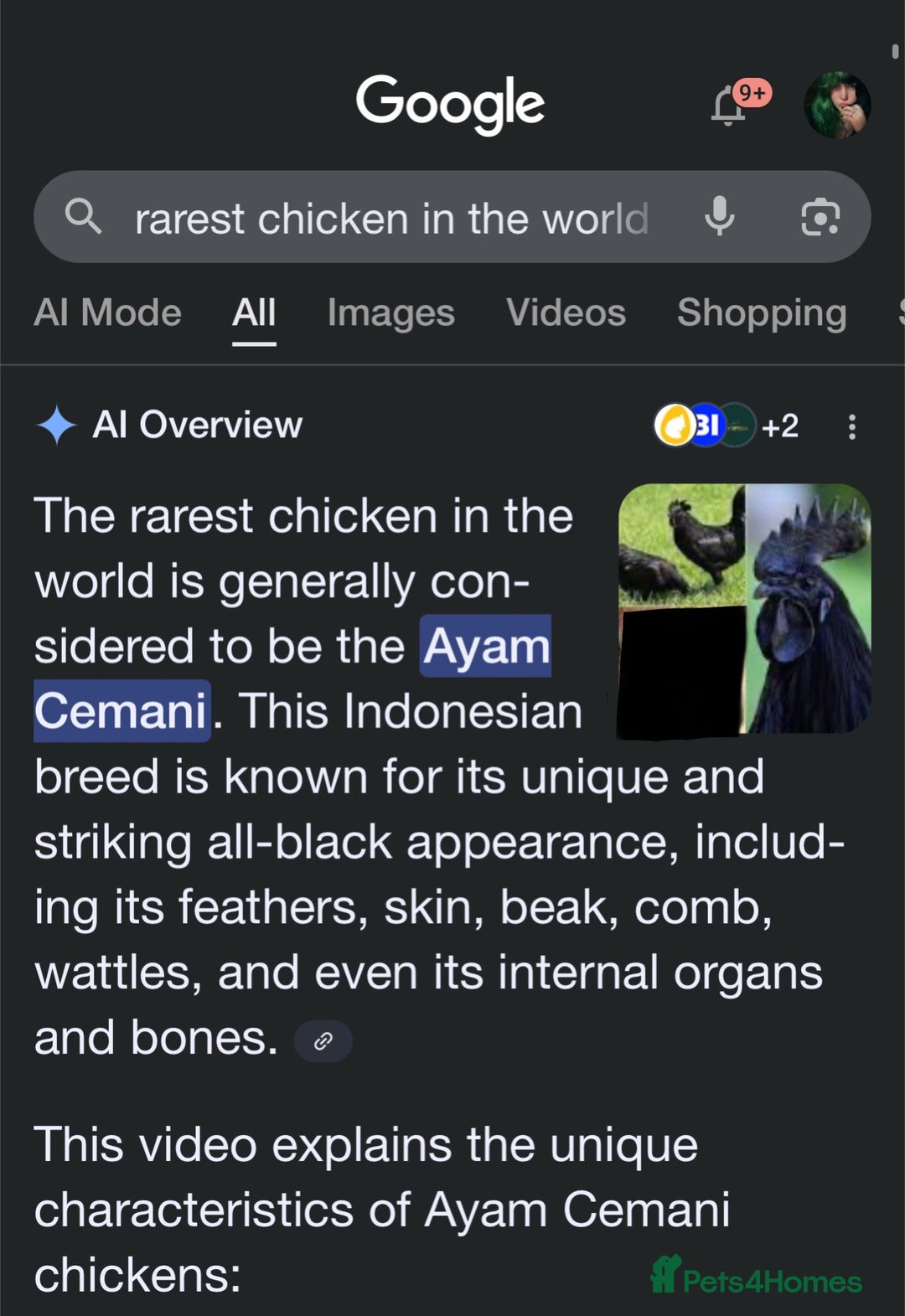 Chickens poultry for sale: RARE Ayam Cemani chicks - Image 6