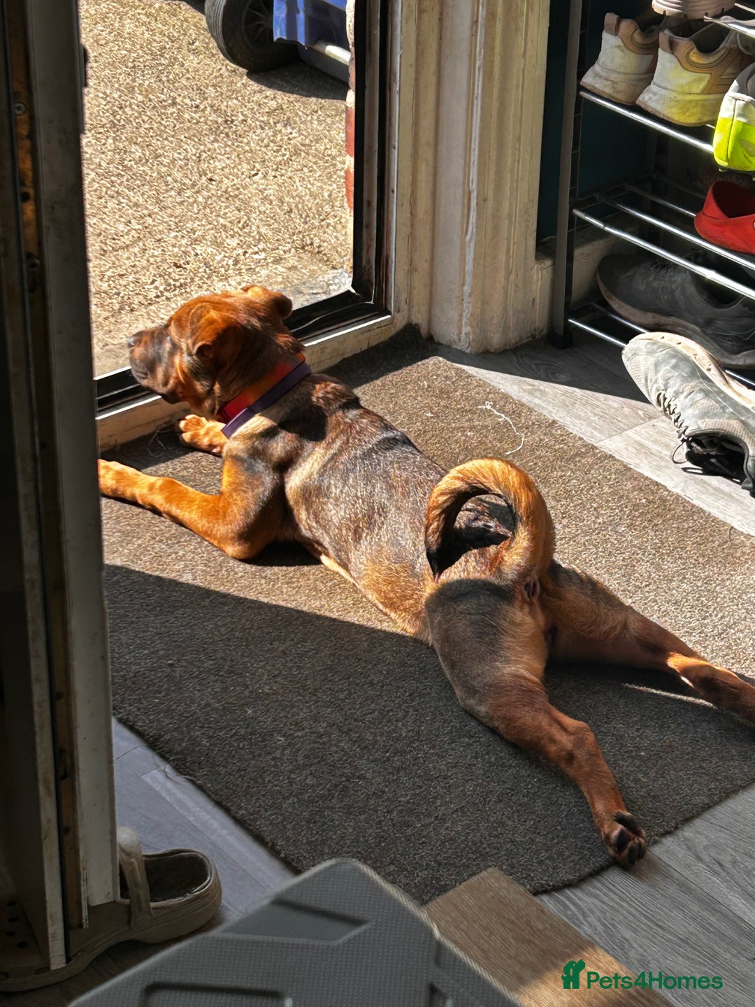 Mixed Breed dogs for sale: Rehoming male and female - Image 3