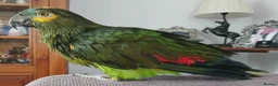 Parrots birds for sale: Blue Fronted Amazon  - Advert 10