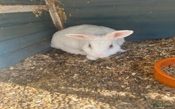 English Lop rabbits for sale: Gorgeous male white rabbit for sale  - Image 2