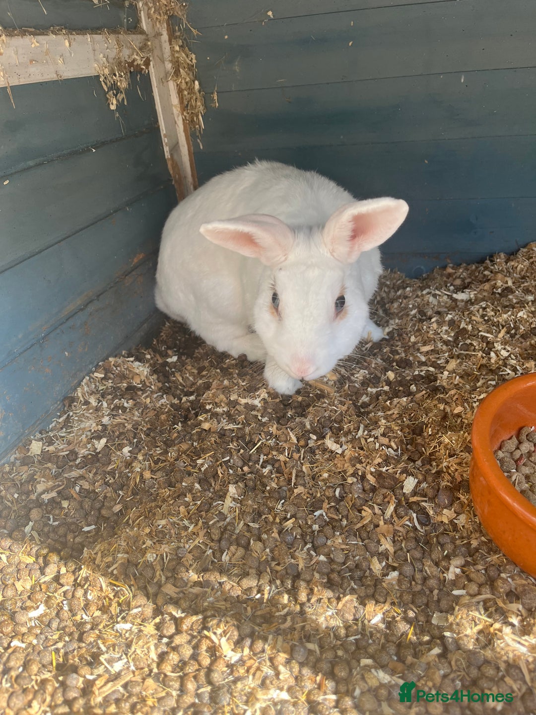 English Lop rabbits for sale: Gorgeous male white rabbit for sale  - Image 2