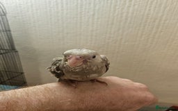 Cockatiels birds for sale: Tame cockatiel chicks  - Image 4