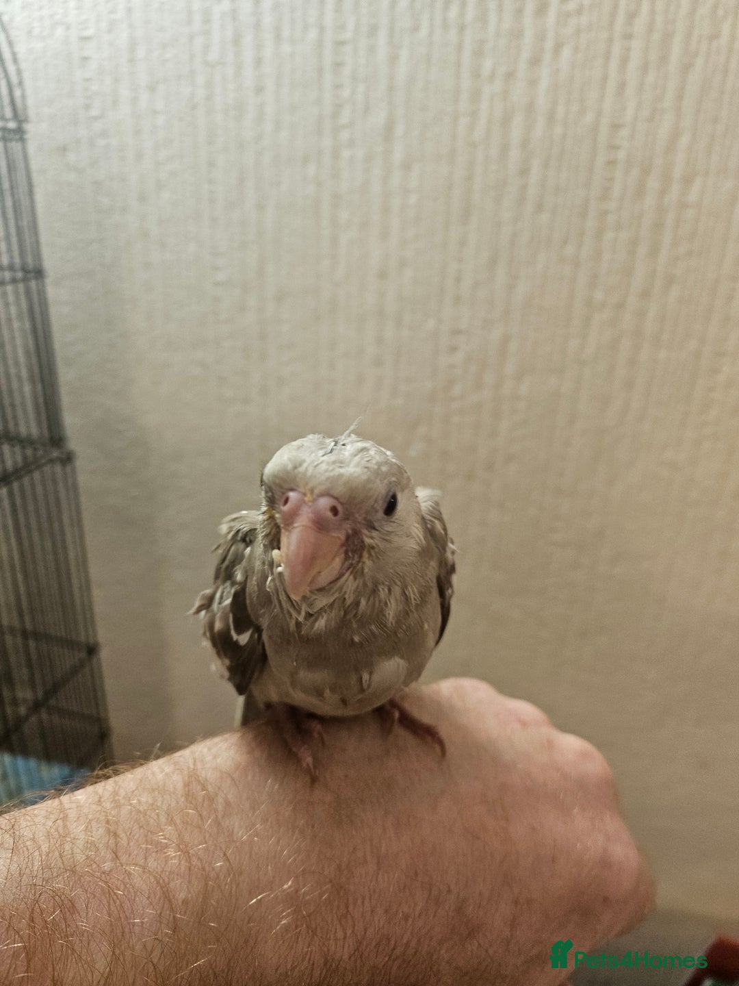Cockatiels birds for sale: Tame cockatiel chicks  - Image 4